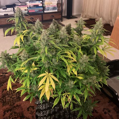 Godzilla Cookies Auto 2023 growlog timeline photo