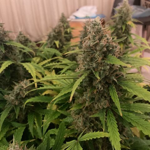 Godzilla Cookies Auto 2023 growlog timeline photo