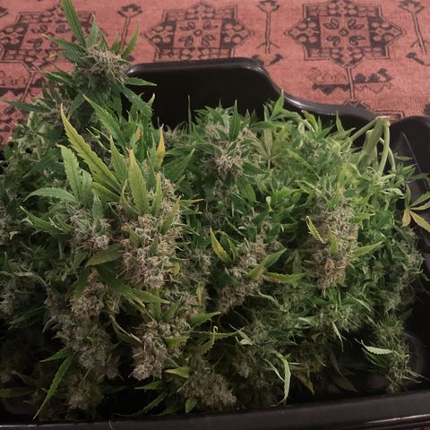 Godzilla Cookies Auto 2023 growlog timeline photo