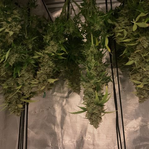 Godzilla Cookies Auto 2023 growlog timeline photo