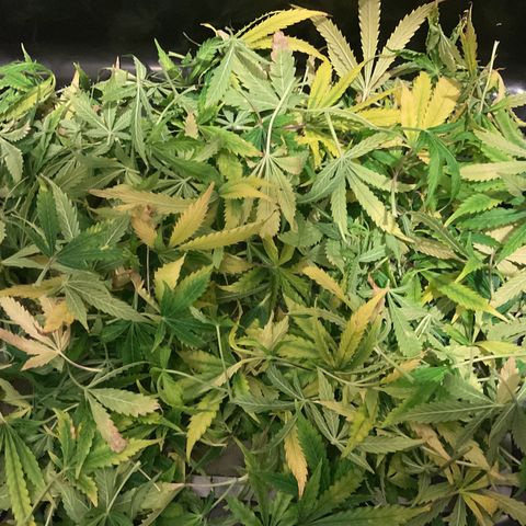 Godzilla Cookies Auto 2023 growlog timeline photo