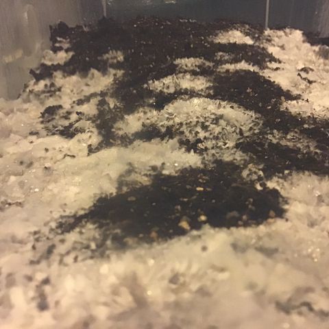 Godzilla Cookies Auto 2023 growlog timeline photo