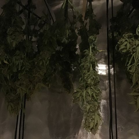 Godzilla Cookies Auto 2023 growlog timeline photo