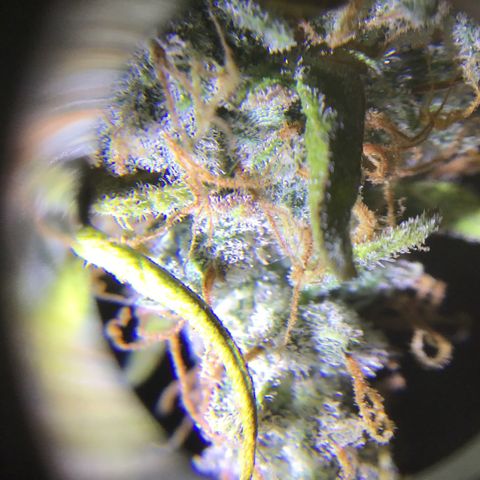 Godzilla Cookies Auto 2023 growlog timeline photo