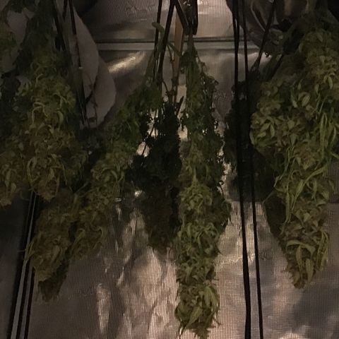 Godzilla Cookies Auto 2023 growlog timeline photo