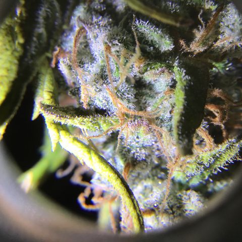 Godzilla Cookies Auto 2023 growlog timeline photo