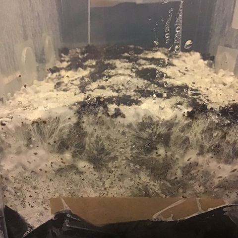 Godzilla Cookies Auto 2023 growlog timeline photo