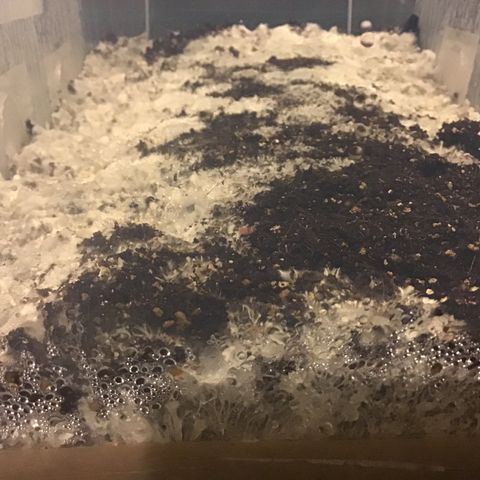 Godzilla Cookies Auto 2023 growlog timeline photo