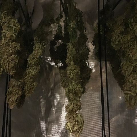 Godzilla Cookies Auto 2023 growlog timeline photo