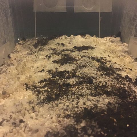 Godzilla Cookies Auto 2023 growlog timeline photo