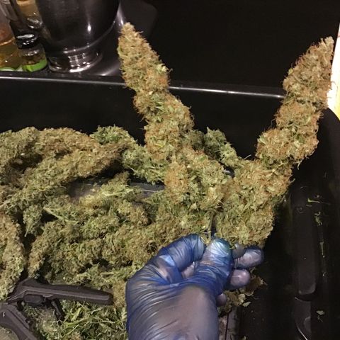 Godzilla Cookies Auto 2023 growlog timeline photo