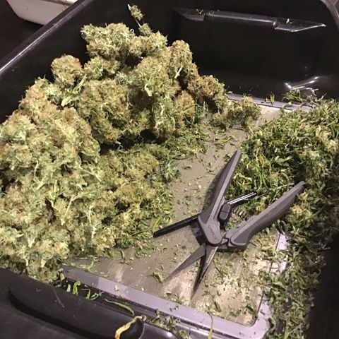 Godzilla Cookies Auto 2023 growlog timeline photo