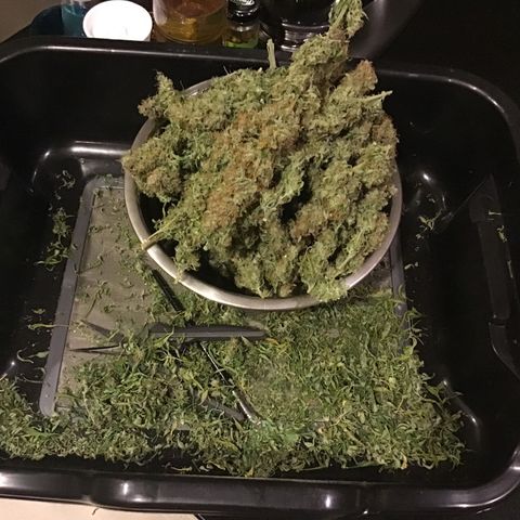 Godzilla Cookies Auto 2023 growlog timeline photo