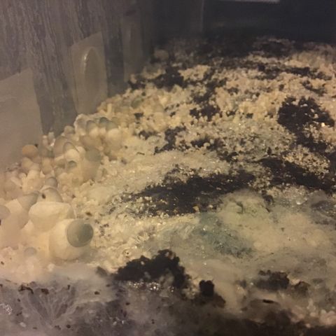 Godzilla Cookies Auto 2023 growlog timeline photo