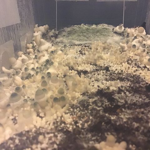 Godzilla Cookies Auto 2023 growlog timeline photo