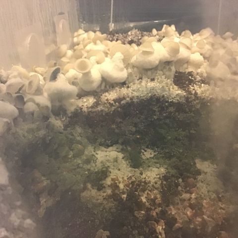 Godzilla Cookies Auto 2023 growlog timeline photo