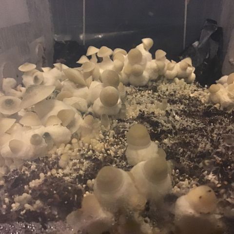 Godzilla Cookies Auto 2023 growlog timeline photo