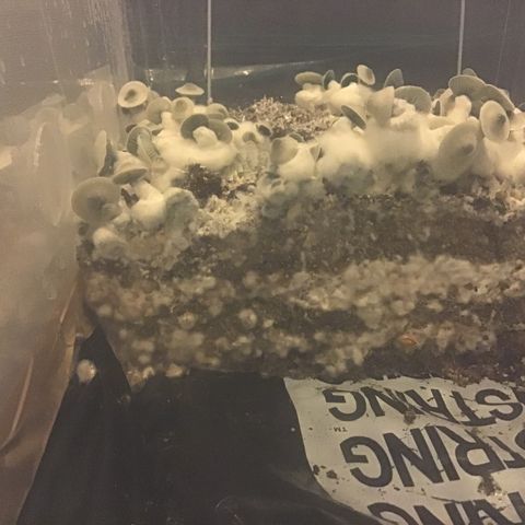 Godzilla Cookies Auto 2023 growlog timeline photo