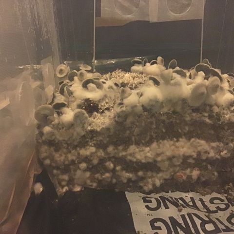 Godzilla Cookies Auto 2023 growlog timeline photo