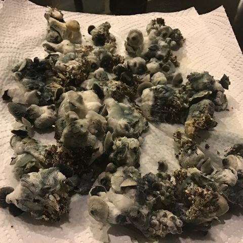 Godzilla Cookies Auto 2023 growlog timeline photo