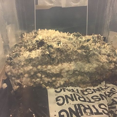Godzilla Cookies Auto 2023 growlog timeline photo