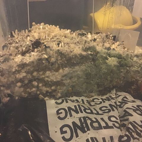 Godzilla Cookies Auto 2023 growlog timeline photo