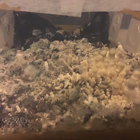 Godzilla Cookies Auto 2023 growlog timeline photo