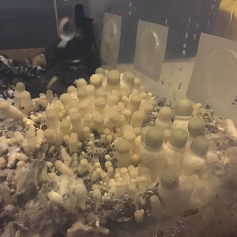 Godzilla Cookies Auto 2023 growlog timeline photo