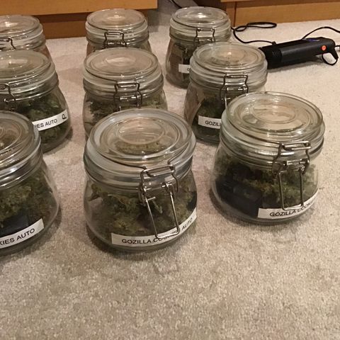 Godzilla Cookies Auto 2023 growlog timeline photo