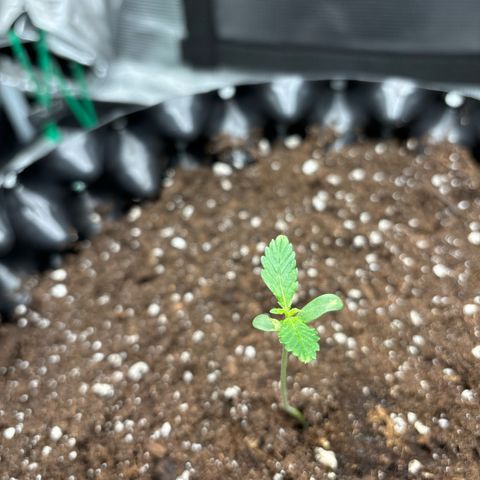 Ape Fruit Auto growlog timeline photo