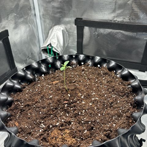 Ape Fruit Auto growlog photo: DLI up to 12
Lamp up to 34 cm (previously 24)