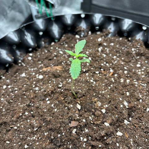Ape Fruit Auto growlog timeline photo