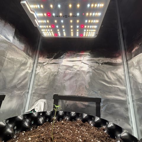 Ape Fruit Auto growlog timeline photo