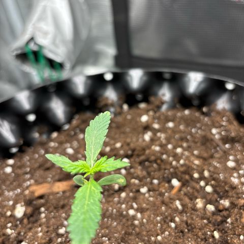 Ape Fruit Auto growlog timeline photo