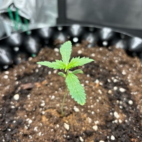 Ape Fruit Auto growlog photo: 9cm tall, almost 100ml water