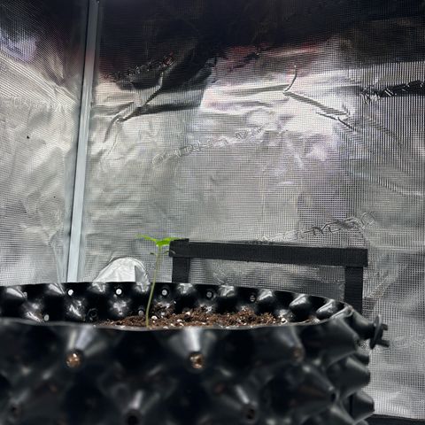 Ape Fruit Auto growlog photo: 9cm tall, almost 100ml water