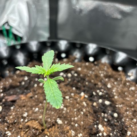 Ape Fruit Auto growlog timeline photo