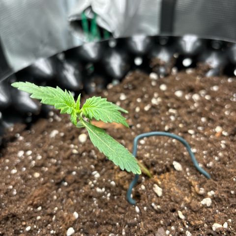 Ape Fruit Auto growlog timeline photo