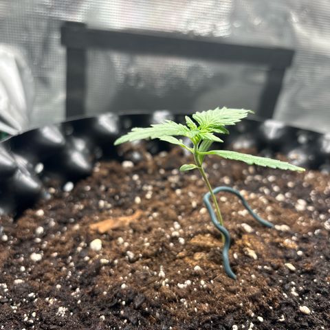 Ape Fruit Auto growlog timeline photo