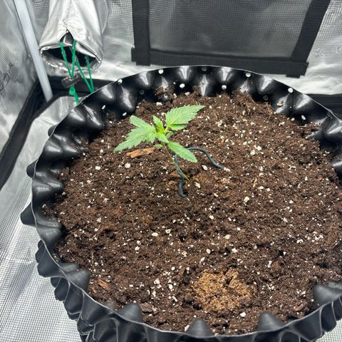 Ape Fruit Auto growlog timeline photo