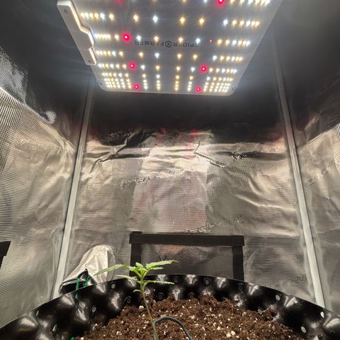 Ape Fruit Auto growlog timeline photo