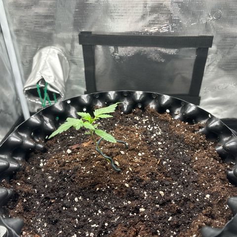 Ape Fruit Auto growlog timeline photo