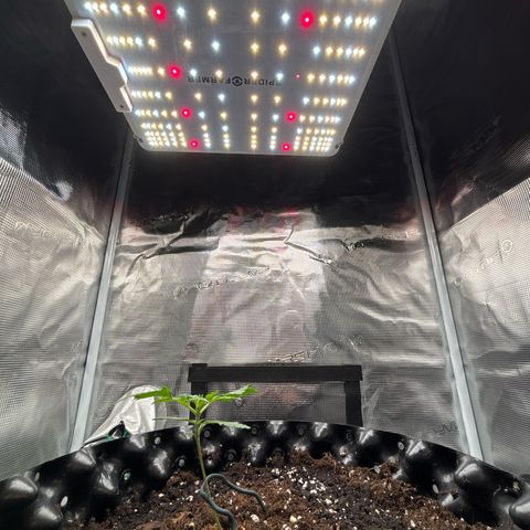Ape Fruit Auto growlog timeline photo