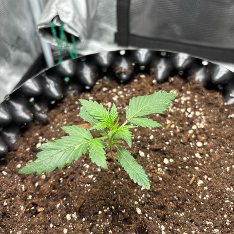 Ape Fruit Auto growlog timeline photo