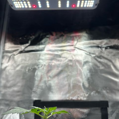 Ape Fruit Auto growlog timeline photo