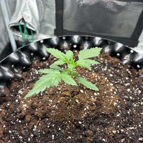 Ape Fruit Auto growlog timeline photo