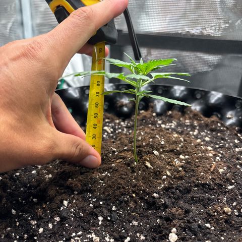 Ape Fruit Auto growlog timeline photo