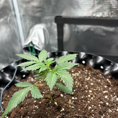 Ape Fruit Auto growlog timeline photo