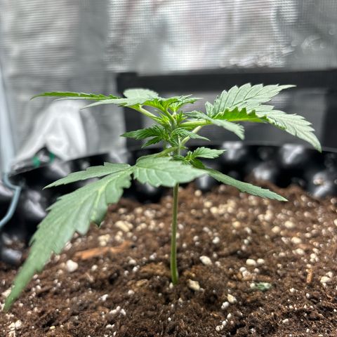 Ape Fruit Auto growlog timeline photo