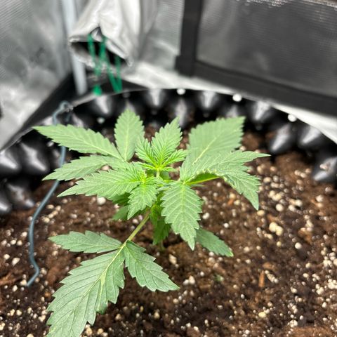 Ape Fruit Auto growlog timeline photo